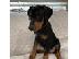 PoulaTo: Κουτάβια Doberman Pinscher
